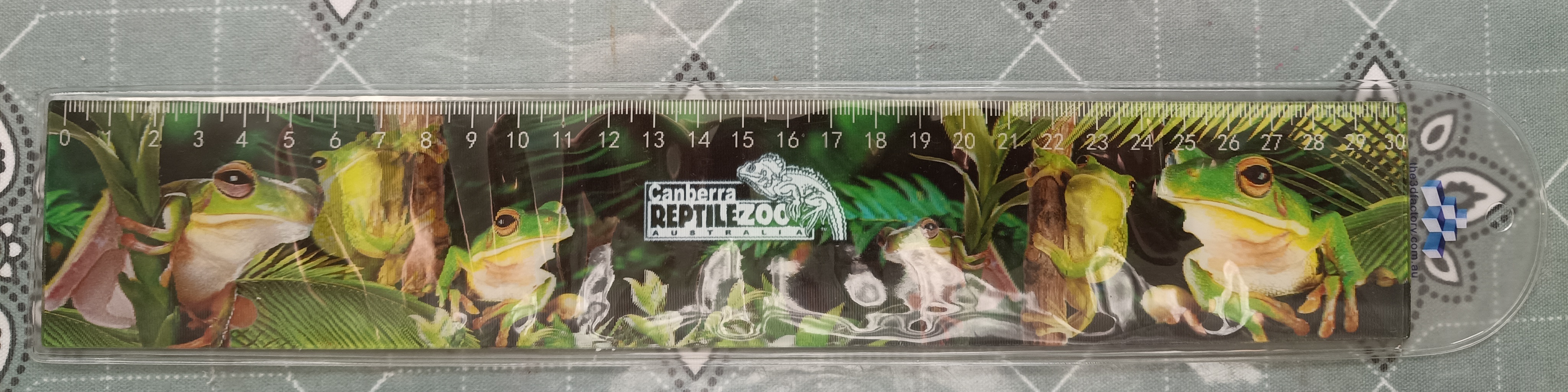 A three-dimensional 30 centimetres long frog ruler from Canberra Reptile Zoo.